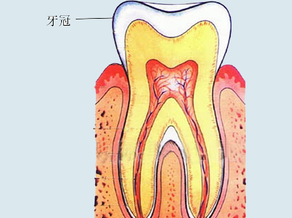 <b>什么是牙冠</b>
