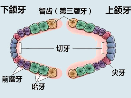 <b>什么是恒牙</b>