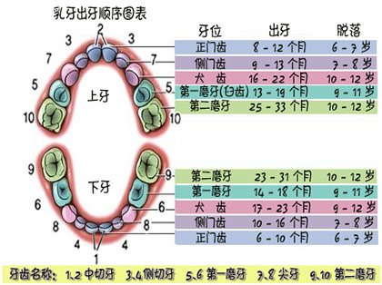 <b>什么是乳牙</b>