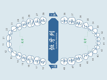 <b>什么是尖牙</b>