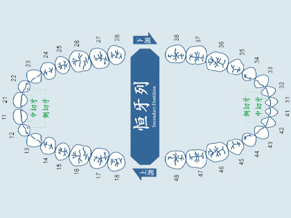 <b>什么是切牙</b>