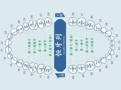 <b>什么是磨牙</b>