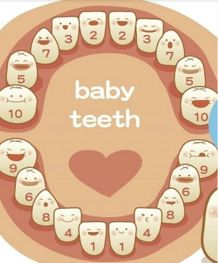 乳牙的特点是什么？