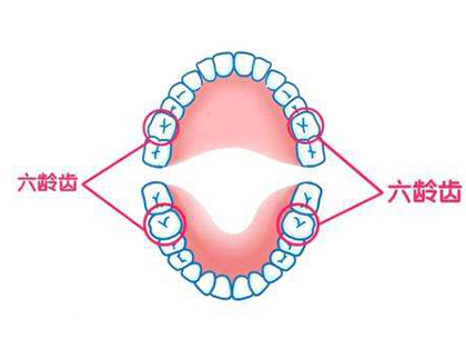 <b>什么是“六龄磨牙”？</b>